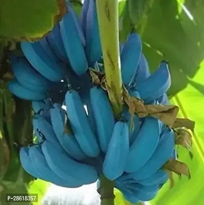 Platone Banana Plant HybridLive Plant Blue Java Banana Ice Cream Banana All Season (1 Healthy LiveFruit Plant) CF1006451123-thumb0