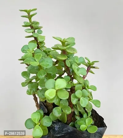 Platone Jade Plant Jade Plant