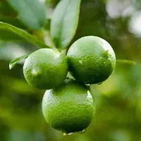 Platone Lemon Plant Lime Lebu Fruit Plant L10-thumb1