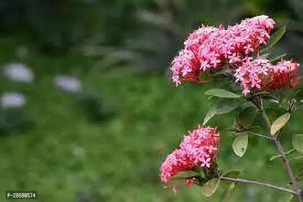 Platone Ixora Plant IXORA PLANT PNNB