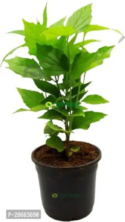 Platone ParijatHarsingar Plant GET HARSING