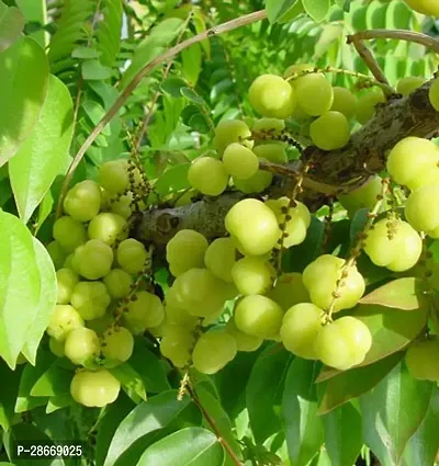 Platone Amla Plant Goose Berry-thumb0