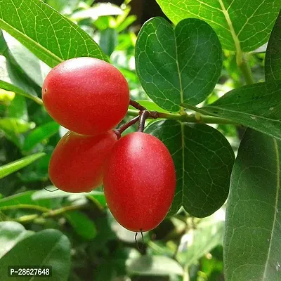 Platone Berry Plant Carissa CarandasKarmocha