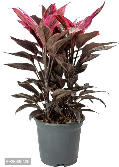 Platone Dracaena Plant Dracaena Cordyline, Ornamental Indoor Plant-thumb0