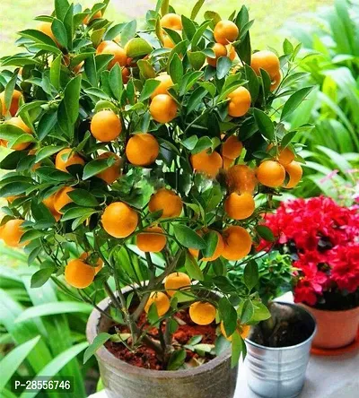 Platone Orange Plant Orange plant44