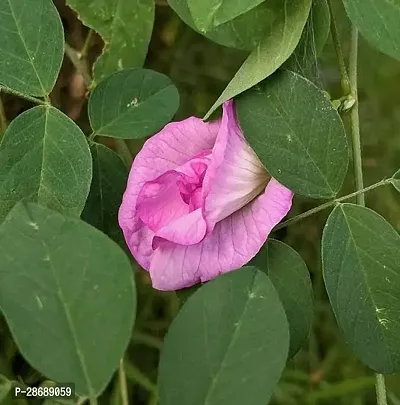 Platone Aparajita Butterfly Pea Plant Pink Double Flowering Aparajita, Clitoria Ternatea,Mor plant, Asian Pigeonwings, Butterfly Pea Flower Plant - 1 Live Healthy Plant.