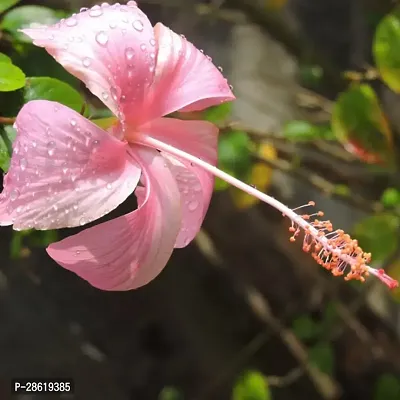 Platone Hibiscus Plant Hibiscus White CF30047