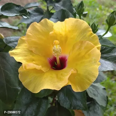 Platone Hibiscus Plant Hibiscus Yellow Live Flower Plant Disha-90025