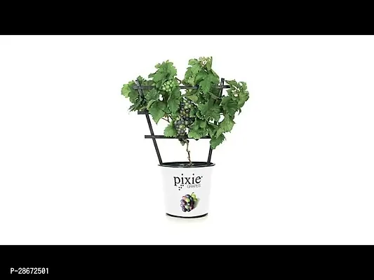 Platone Grape Plant Angoor Sweet Fruit Plant-thumb0