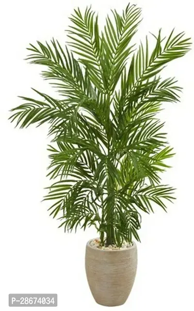 Platone Areca Palm Areca Plant A4-thumb0