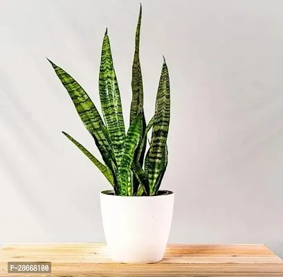 Platone Snake Plant TTF6-Snake plant