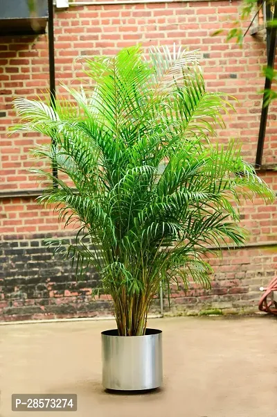 Platone China Palm Plant INE-NEW-278-thumb0