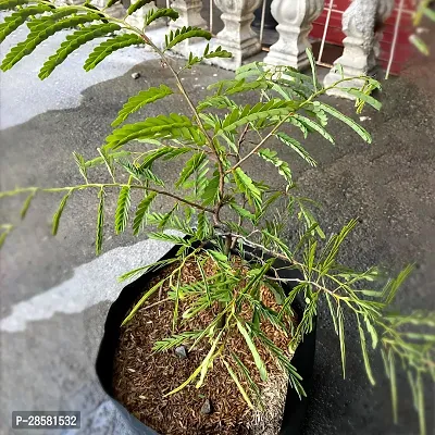 Platone Sweet Lemon Plant Tamarind Plant