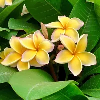 Platone Plumeria Plant pypwp95-17-thumb1