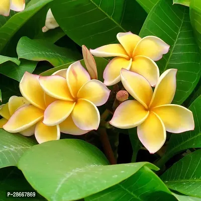 Platone Plumeria Plant pypwp95-17-thumb2