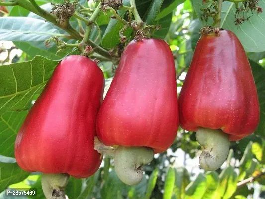 Platone Cashew Plant KAJU PLANT NJK-thumb2