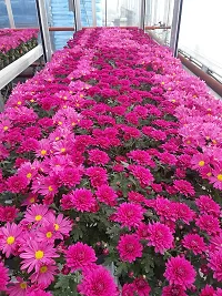 Platone Chrysanthemums Guldavari Plant CHRYSANTHEMUMS PLANT-thumb2