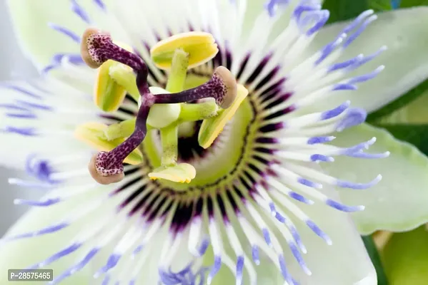 Platone Passion Plant PASSION FLOWER SA