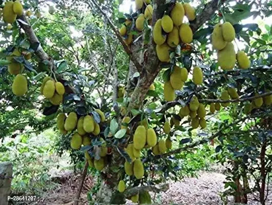 Platone Jack Fruit Plant jackfruit24