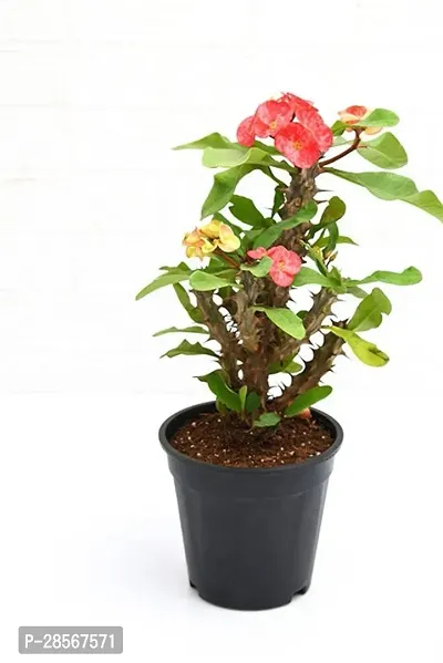 Platone Portulaca Plant PLants 53