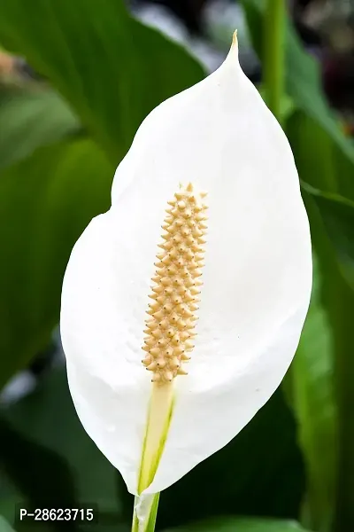 Platone Peace Lily Plant Indoor Peace Lily flower plant-thumb0