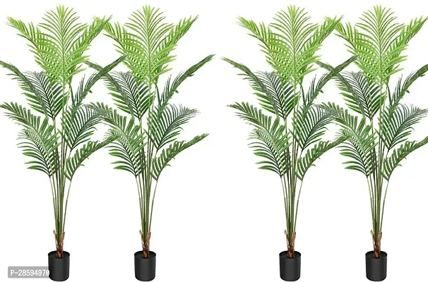 Platone Areca Palm Areca Palm (AAB004)