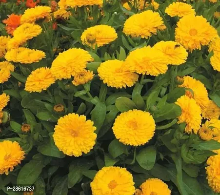 Platone Marigold Plant Marigold Plant19-thumb0