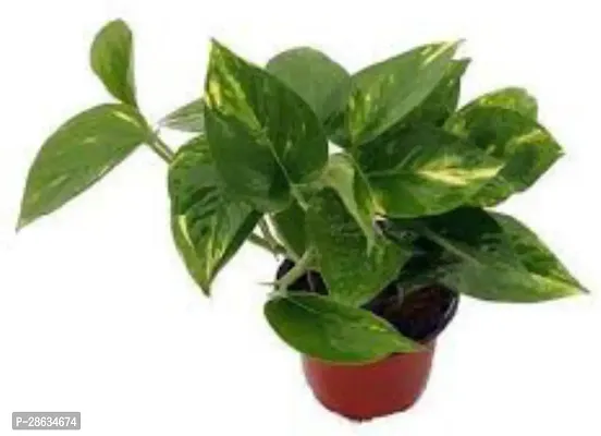 Platone Money Plant Money Plant M3-thumb0