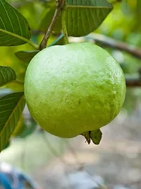 Platone Guava Plant Red Guava plant-thumb1