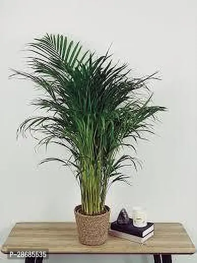 Platone Areca Palm GTDZ58