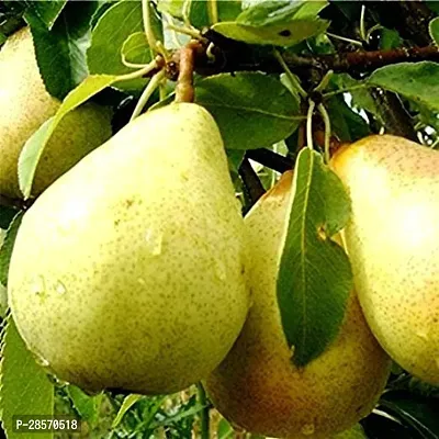 Platone Pear Plant NaspatiNashpati Pear TastyHealthy Fruit LivePlant-thumb2