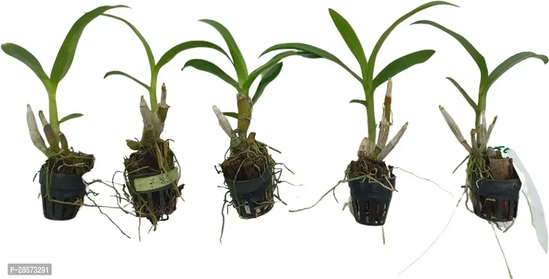 Platone Orchid Plant Dendrobium Orchid Live Plant Combo (5 Pieces in 5 Different Colors Subject to Availability) with 2 inch Net Pot (Seedling Size 4-6 inch)