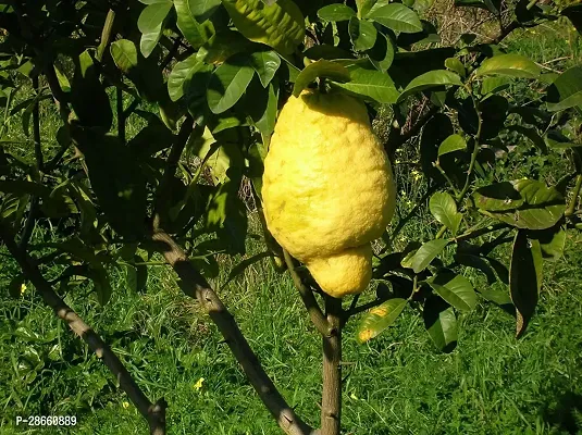 Platone Lemon Plant Ganapathy Lemon Live Plant-thumb2