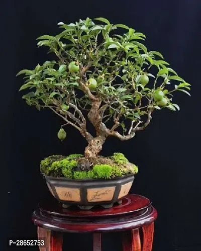 Platone Guava Plant Guava plant4