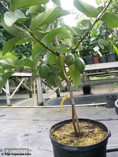 Platone Guava Plant RR11-thumb0