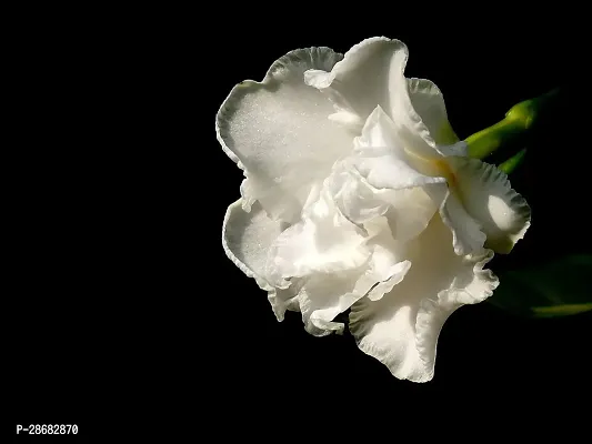 Platone Night Bloom Jasmine Plant Night Blooming jasmine Double Petals ( Tagar Plant)-thumb2