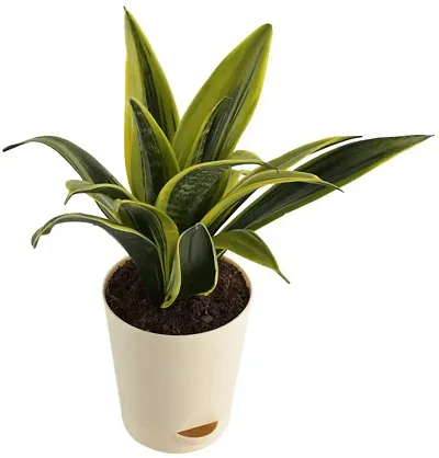 Limited Stock!! Plant & Planters 