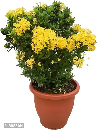 Platone Ixora Plant IXORA PLANT LMK