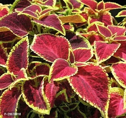 Platone Coleus Plant Live Maroon Green Coleus Ornamental Plant with Pot-thumb0