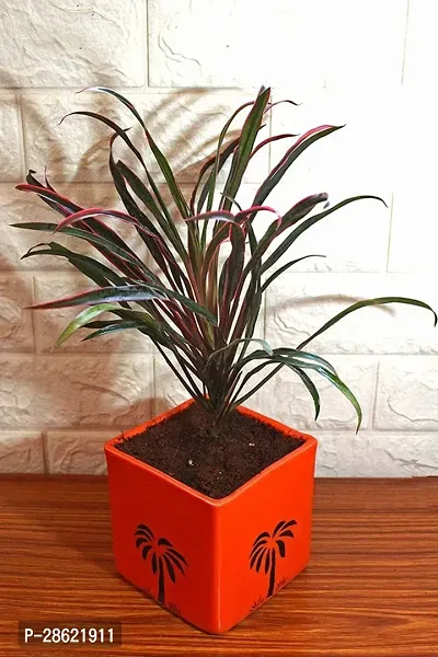 Platone Dracaena Plant TIGdrac49