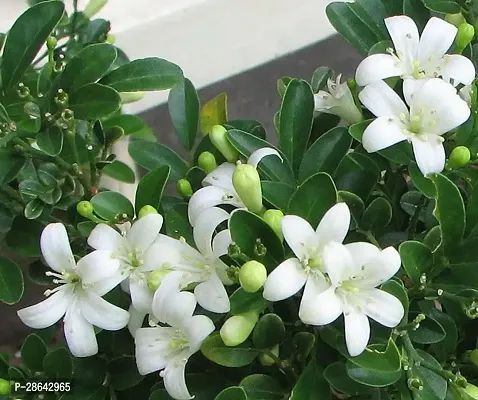 Platone Murraya Paniculata Plant Kamini Flower Murraya PaniculataPlant CF200042111