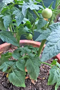 Platone Tomato Plant tomato plant 7003-thumb2