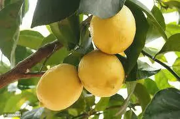 Platone Lemon Plant Fulmala Nursery