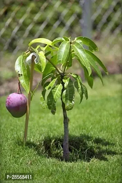 Platone Mango Plant HYBRID MANGO PLANT A100-thumb0