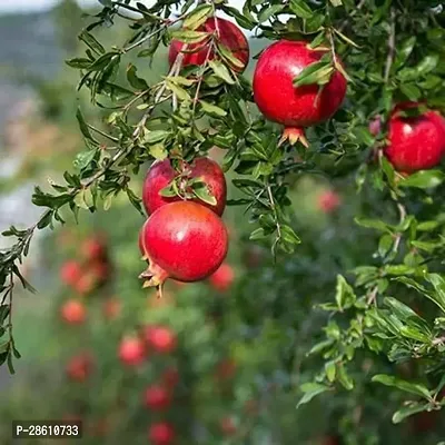 Platone Pomegranate Plant Pomegranate plant