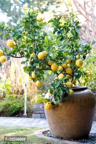 Platone Lemon Plant HVLIVE_830-thumb0