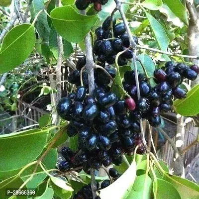 Platone Jamun Plant Live Asada JamunJava plumSyzygium cumini Tropical Healthy Fruit Plants-thumb0