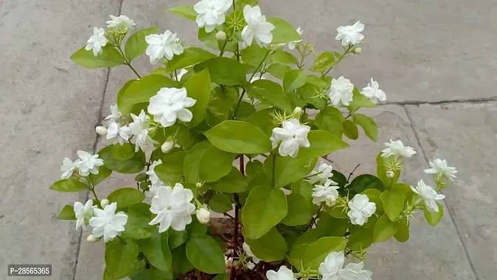 Platone Jasmine Plant Arabian Jasmine Malli Bela Motiya Mogra Kodi mulli Jati pushpa Jasminum sambac Living Plant-thumb2