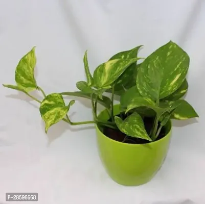 Platone Money Plant money plant 5008