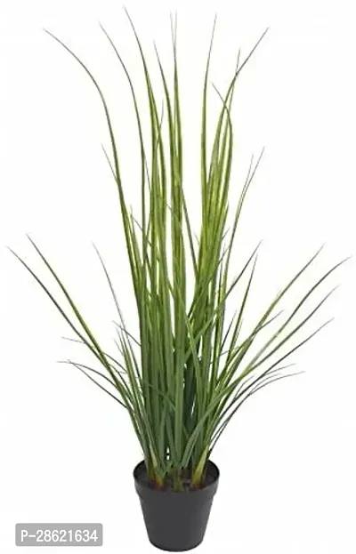 Platone Lemon Grass Plant LEMONGRASS11